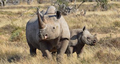 Airlifting endangered creatures 'safer than expected', study finds